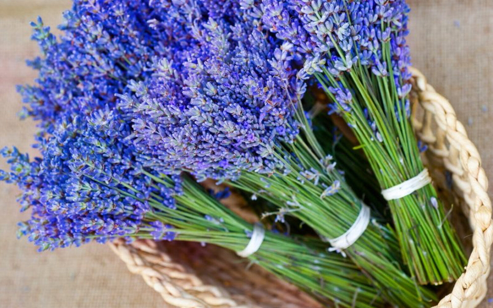 lavanda