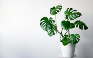 Filadendron-monstera