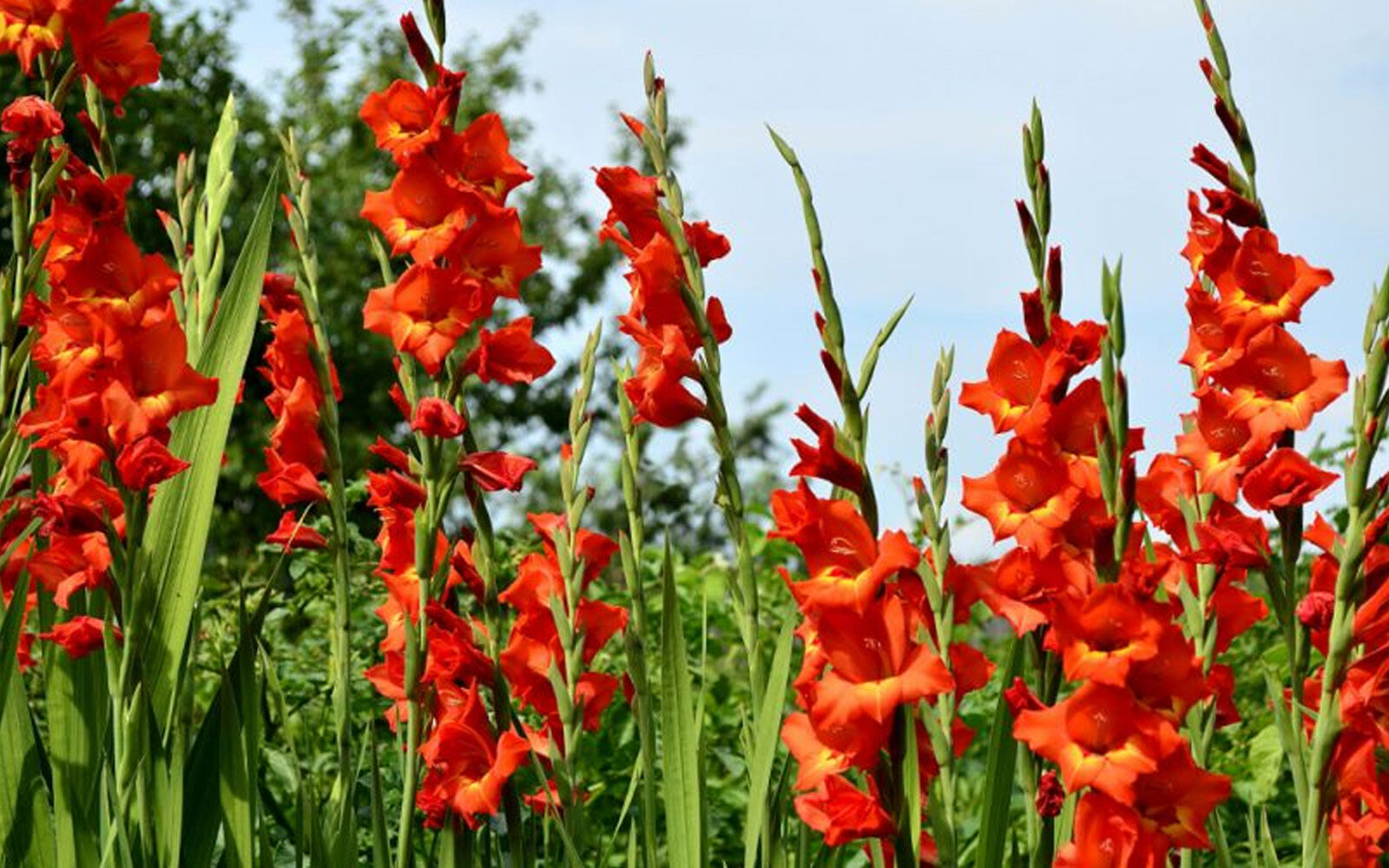 Gladiola