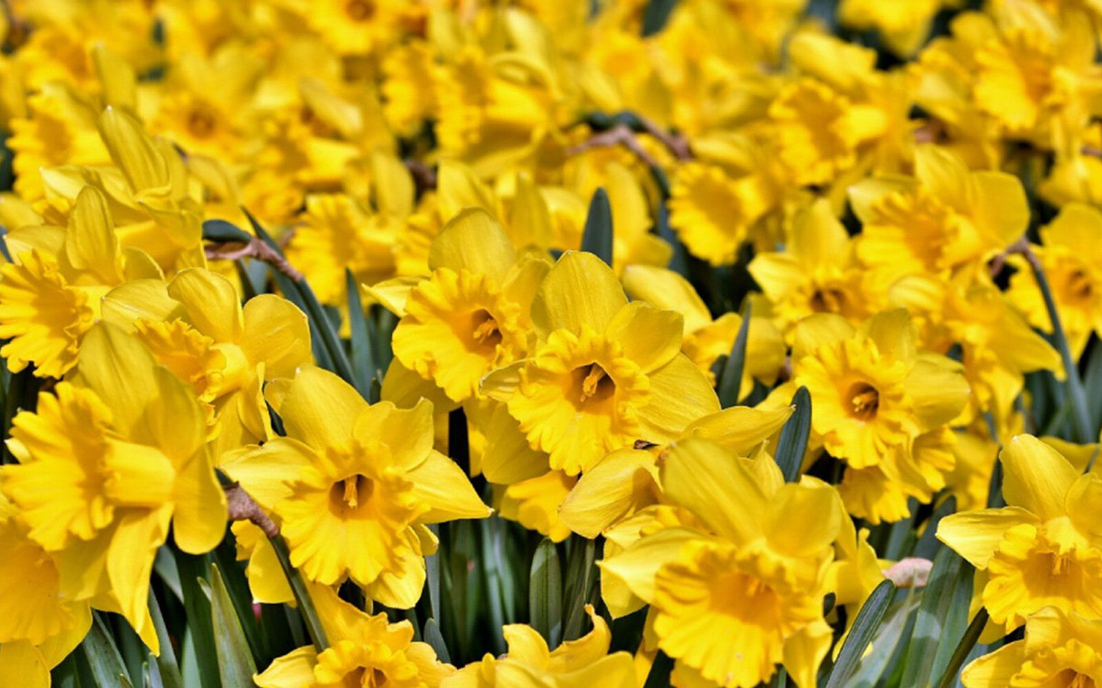 Narcis