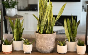 Sanseveria